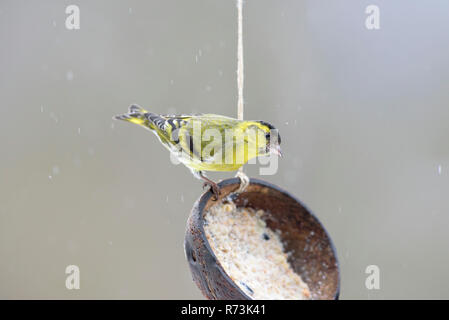 Comune maschio lucherino, a birdfeeder, Bassa Sassonia, Germania, (Spinus spinus) Foto Stock