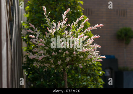 Blooming Salix integra Hakuro nishiki-(Willow) nel giardino sotto un sole primaverile. Bella e frequentata tree per l'uso nei giardini e i benefit Foto Stock