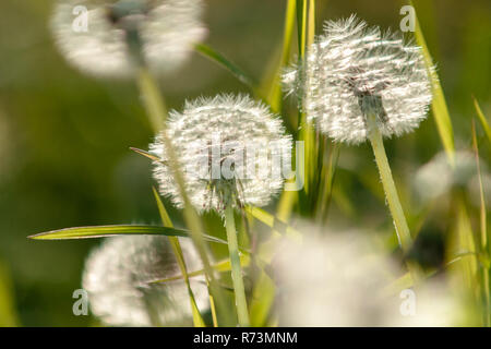 Orticoltura e seminativi con diversi tipi e colori con i tulipani nei Paesi Bassi. Un tipico olandese piede stock con fiori di fioritura e Du Foto Stock