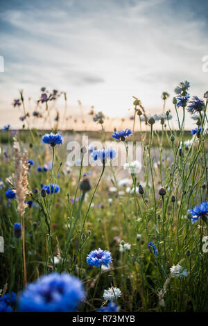 Atmosferica fiori di campo alla fine della primavera durante una calda serata estiva. Il sole dà un bel fascio di luce lungo il cornflowers con il bianco Foto Stock