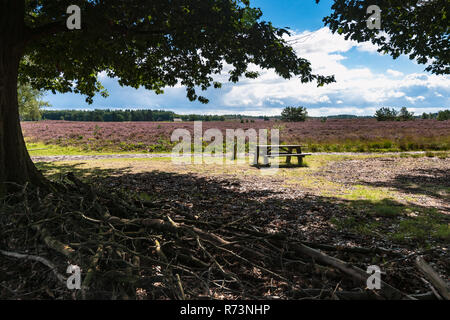 La pace della mente nel bosco per passeggiate o per gli amanti della natura con una gran bella vista sul fiorente heath chiamato fiori viola. Foto Stock