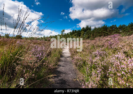 Sandpath in una foresta di pini con una solitaria betulla. La natura del paesaggio in Olanda con splendida fioritura heath pieno di fiori viola. Impressiv Foto Stock