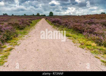 Sandpaths in una fiorente paesaggio pagana piena di fiori viola. Tipico paesaggio Veluws in olandese aree naturali Foto Stock