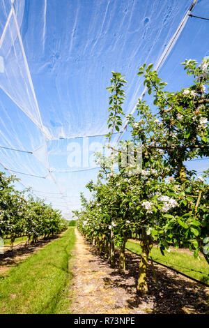 Un meleto che filari di alberi in fiore sono protetti contro uccelli e grandine da una sottile rete bianca sopra stirata, nella campagna francese. Foto Stock