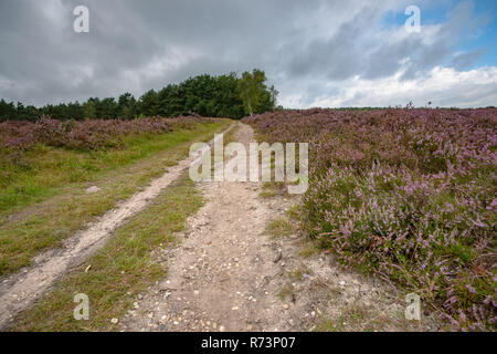 Sandpaths in una fiorente paesaggio pagana piena di fiori viola. Tipico paesaggio Veluws in olandese aree naturali Foto Stock