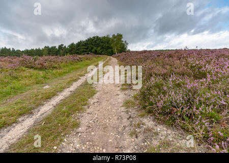 Sandpaths in una fiorente paesaggio pagana piena di fiori viola. Tipico paesaggio Veluws in olandese aree naturali Foto Stock