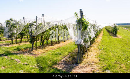 Un meleto che filari di alberi in fiore sono protetti contro uccelli e grandine da una sottile rete bianca sopra stirata, nella campagna francese. Foto Stock