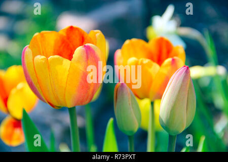 Tulipani gialli e rossi su fiore-letto. Rosso e tulipani gialli piantati nel parco. Il giardino di primavera. Tulipani colorati nel letto di fiori Foto Stock