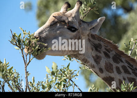 Rosso-fatturati oxpecker sulla testa di una giraffa nella Moremi Game Reserve, Botswana Foto Stock