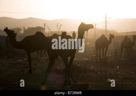 Sunrise vista di cammelli e i pastori a Pushkar fair, Rajasthan, India Foto Stock
