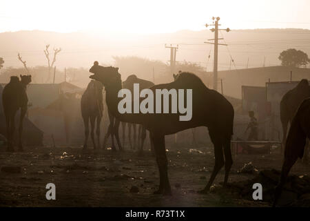 Sunrise vista di cammelli e i pastori a Pushkar fair, Rajasthan, India Foto Stock