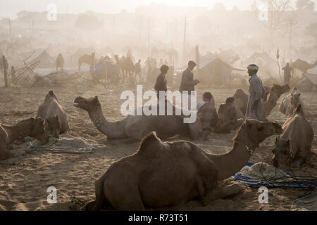 Sunrise vista di cammelli e i pastori a Pushkar fair, Rajasthan, India Foto Stock