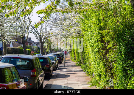 La fioritura dei ciliegi in fiore alberi London Street, UK, fiori di ciliegio albero, sentieri costeggiati da automobili parcheggiate, surburban kew gardens area concetto a molla, lussureggianti Foto Stock