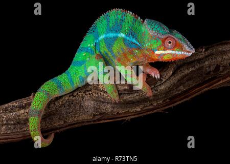 Panther chameleon (Furcifer pardalis) Ambilobe Foto Stock