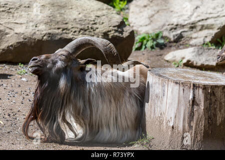 Capra Markhor a prendere il sole sdraiati su sterrato con vista del rock e il tronco di albero Foto Stock