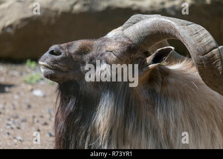 Capra Markhor a prendere il sole sdraiati su sterrato con vista del rock e il tronco di albero Foto Stock