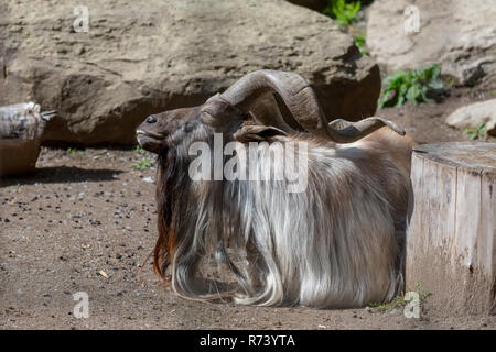 Capra Markhor a prendere il sole sdraiati su sterrato con vista del rock e il tronco di albero Foto Stock