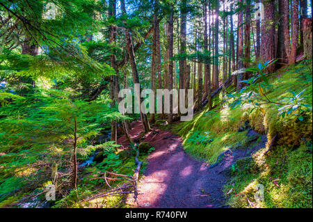 Escursioni a piedi lungo la Pacific Crest Trail in Mt. Hood National Forest vicino a Ramona Falls e la testa del Sandy River, in Oregon Foto Stock