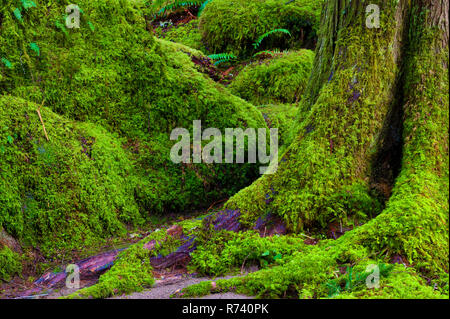 Incantevoli paesaggi di muschio coperto di alberi e massi che si vede durante le escursioni lungo il fiume di salmoni in Mt. Hood National Forest vicino Welches Foto Stock