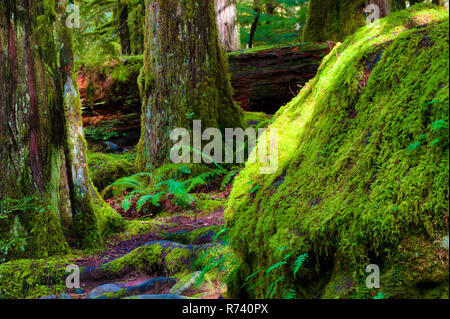 Incantevoli paesaggi di muschio coperto di alberi e massi che si vede durante le escursioni lungo il fiume di salmoni in Mt. Hood National Forest vicino Welches Foto Stock