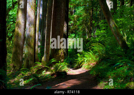 Il sentiero lungo il fiume di salmoni in Mt. Hood National Forest Foto Stock