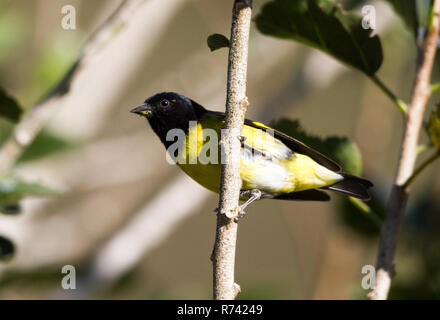 A becco giallo lucherino (Spinus xanthogastrus) Foto Stock