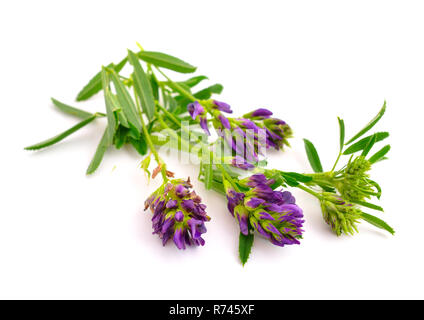 Medicago, alfalfa, Medicago sativa, Lucerna. Isolato su sfondo bianco. Foto Stock