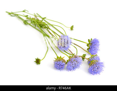 Knautia arvense, comunemente noto come campo scabious. Isolato su sfondo bianco. Foto Stock
