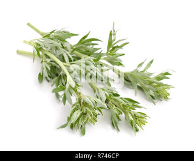 Artemisia, Artemisia, assenzio e sagebrush. Isolato. Foto Stock