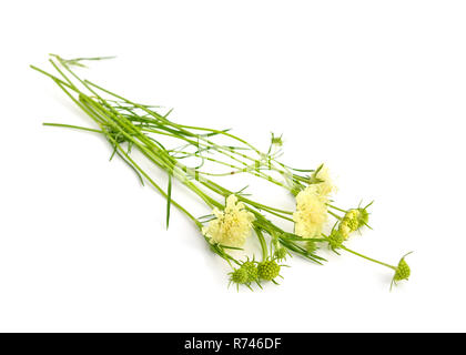 La Scabiosa ochroleuca, comunemente chiamato pincushions crema o crema scabious. Isolato. Foto Stock