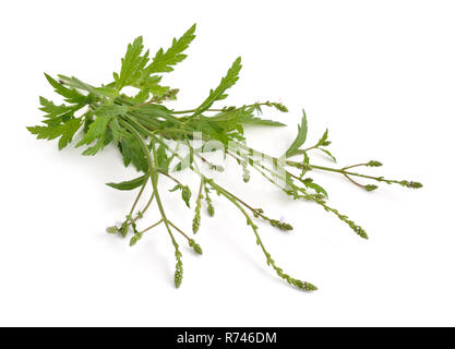 Verbena officinalis, il comune o vervain verbena comune. Isolato. Foto Stock