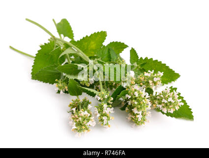 Nepeta cataria, comunemente noto come erba gatta, catswort, o di nepitella Foto Stock