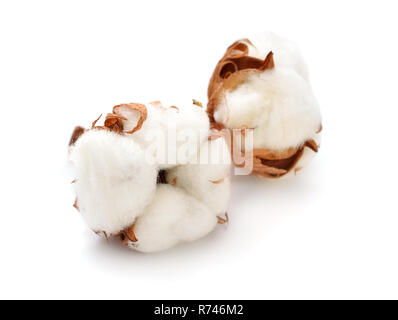 Pianta di cotone isolati su sfondo bianco. Foto Stock