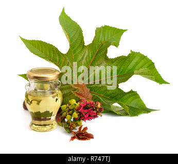 Ricinus communis, castorbean o di ricino-impianto. Composizione con olio di ricino andleaves. Isolato onwhite sfondo. Foto Stock