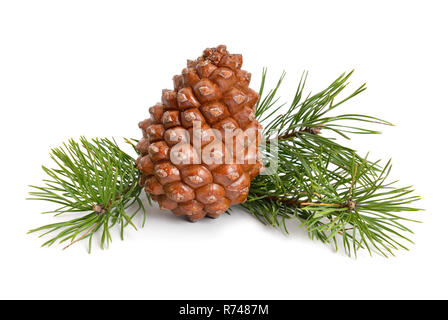 Pinus pinea cono isolato su sfondo bianco. Foto Stock