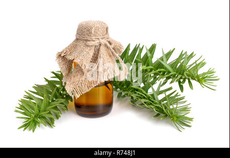 Firs (Abies) olio essenziale. Isolato su sfondo bianco. Foto Stock