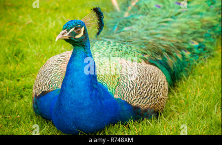 Peacock seduto in erba Foto Stock