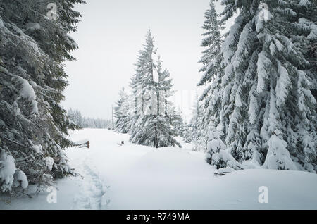 Foresta di inverno in montagna. Neve sugli alberi. Paesaggio Di Natale Foto Stock