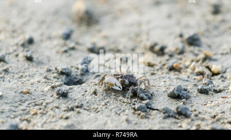 Granchio Fiddler sulla sabbia durante la bassa marea a Railay Beach, Thailandia Foto Stock