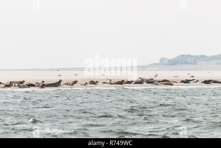 Un gruppo di guarnizioni sono giacenti su un sandbank prima la costa a Waddensea nei Paesi Bassi. Foto Stock