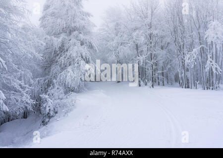 Strada in foreste di montagna su un nuvoloso giorno d'inverno. Alberi coperti di neve nella nebbia. Foto Stock