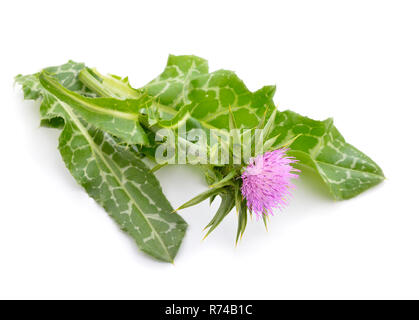 Silybum marianum ha altri nomi comuni includono cardus marianus, cardo, beata cardo, cardo mariano, Maria Thistle, Saint Mary's Thistl Foto Stock