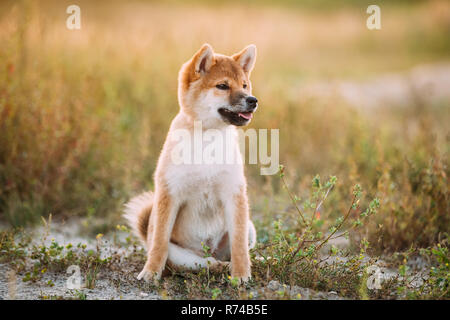 Giovane e bella Red Shiba Inu cucciolo di cane seduti all'aperto in erba durante il tramonto. Foto Stock