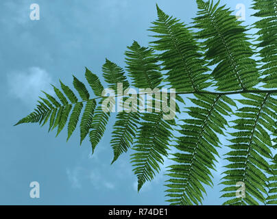 Rametto di un albero fern visto da sotto contro un cielo blu Foto Stock