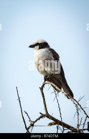 Northern bianco-crowned shrike guardando a sinistra sul ramo Foto Stock