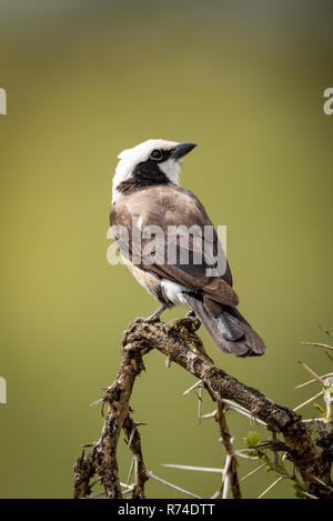 Northern bianco-crowned shrike cercando sul ramo Foto Stock