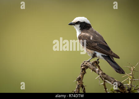 Northern bianco-crowned shrike sul ramo rivolto verso sinistra Foto Stock