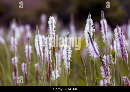 Blooming piantaggine abstract shot con sfondo sfocato Foto Stock