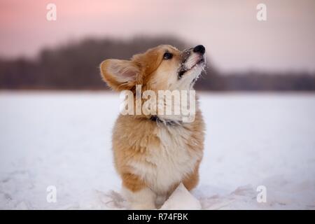 Poco carino corgi fluffy cucciolo presso il vicino all'aperto su ritratto in giornata invernale nel tempo al tramonto Foto Stock