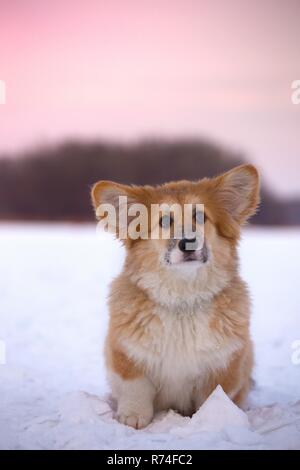 Poco carino corgi fluffy cucciolo presso il vicino all'aperto su ritratto in giornata invernale nel tempo al tramonto Foto Stock
